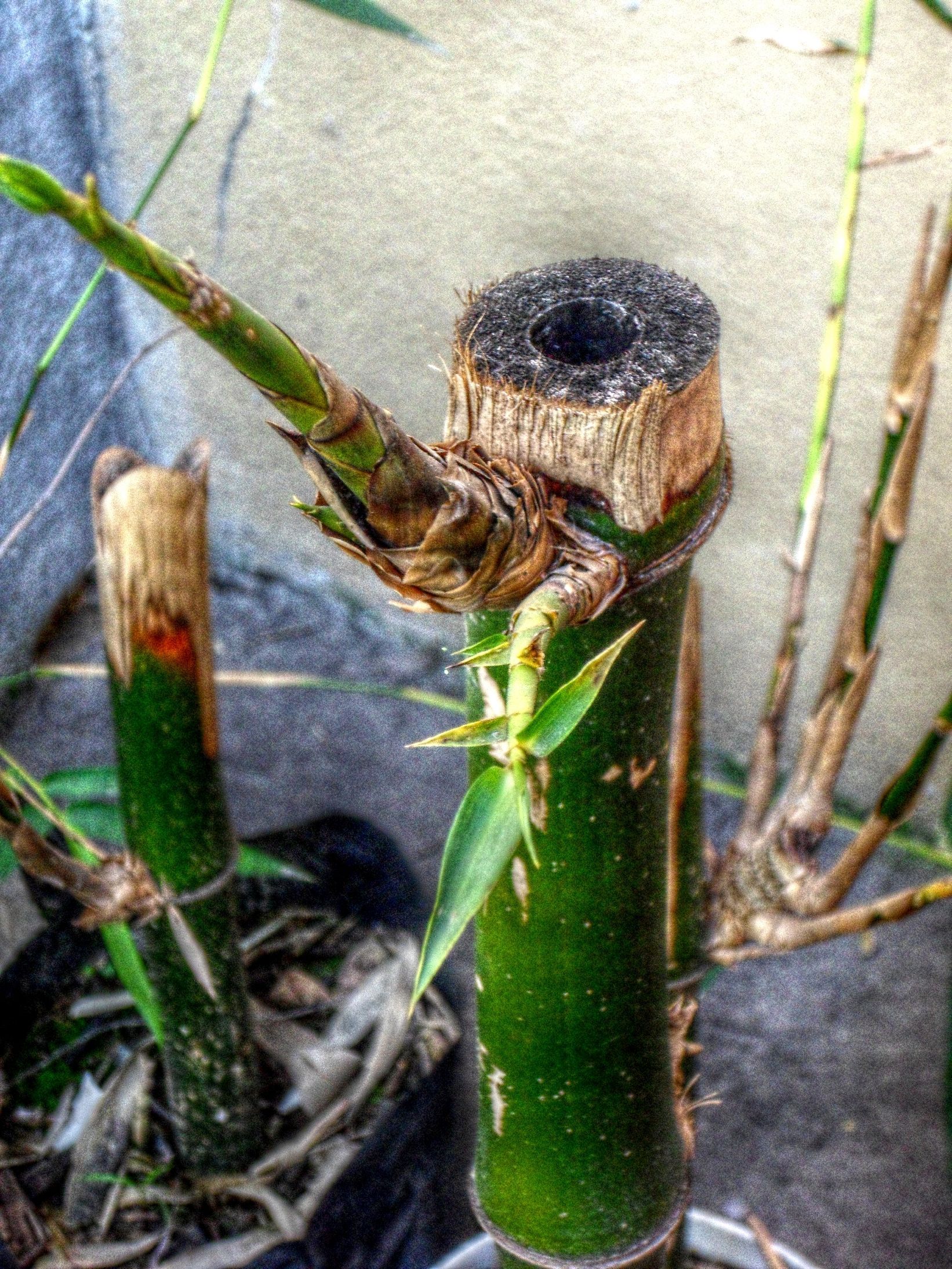 decoracion-feng-shui-coolmaison