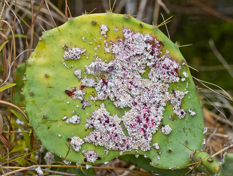 cochinilla-lanzarote-coolmaison-anna-champeney-2
