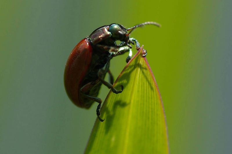 cochinilla-lanzarote-coolmaison-anna-champeney