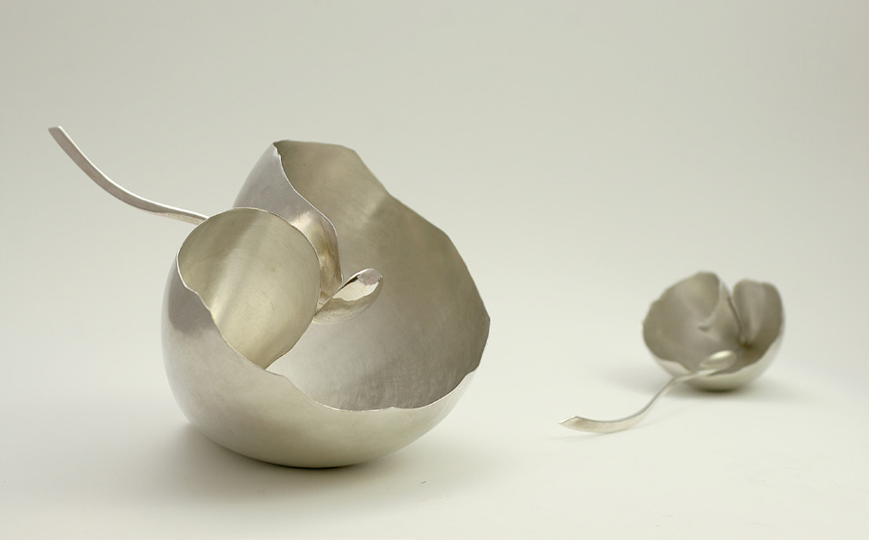 voluta-volutidae-noroeste-obradoiro-coolmaison